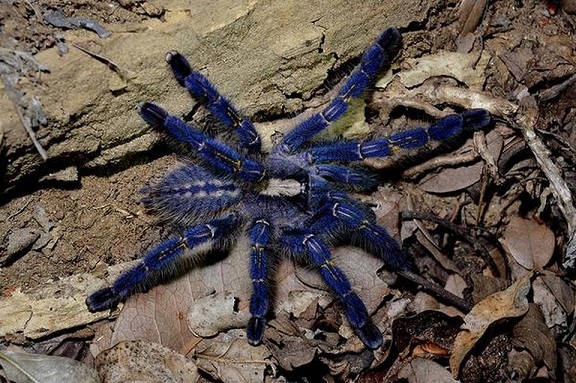 Peacock Parachute Spider